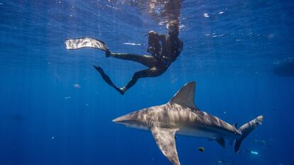 A diver swims with a shark in Jupiter, Florida, in May 2022.