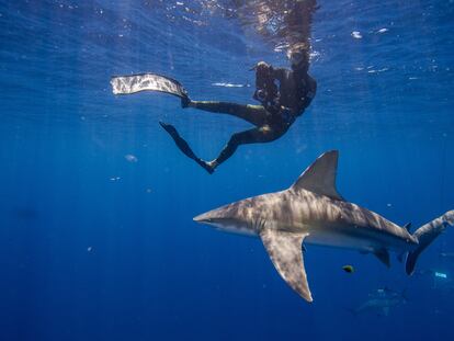 A diver swims with a shark in Jupiter, Florida, in May 2022.