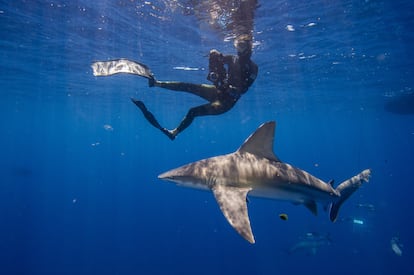 Un buzo nada con un tiburón en Jupiter (Florida), en mayo de 2022.