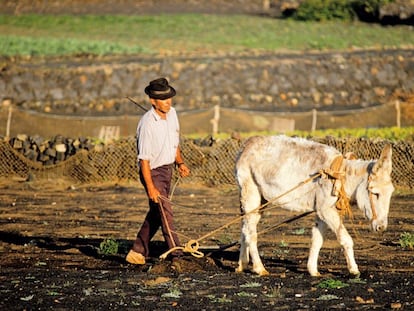 Un campesino trabajando la tierra.