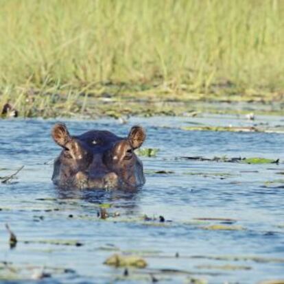 Un hipop&oacute;tamo en el delta del Okavango (Botsuana). 