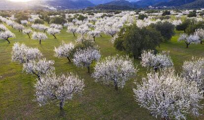 Almendros a la Serra Tramuntana de Mallorca.