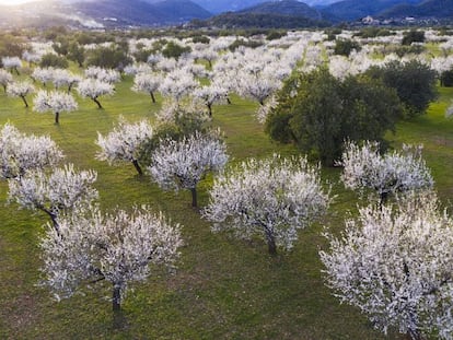 Almendros a la Serra Tramuntana de Mallorca.