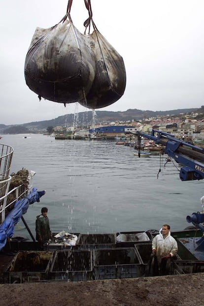 Descarga de chapapote en el puerto de Cangas de Morrazo (Pontevedra), en la lucha contra la contaminación de fuel producida por el hundimiento del petrolero "Prestige" frente a las costas gallegas.