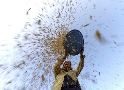 Una campesina nepalí trabaja en las labores de recolección en un arrozal en la localidad de Dharmasthali, a las afueras de Katmandú, Nepal.