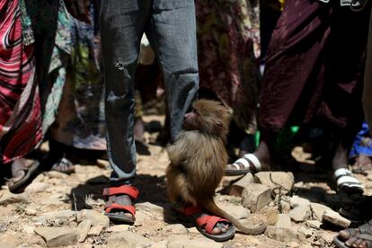 Un babuino cuelga de la pierna de un niño residente en el campo de refugiados de Qol Ujeed. "Si se asientan aquí, les será más difícil mudarse en el futuro", opina Richard Trenchard, director de la oficina de la FAO en Somalia.