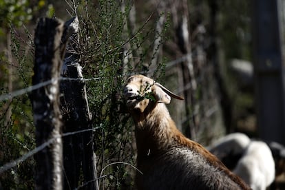 Los animales consumen los pastos secos y otro tipo de vegetación, que generan incendios en la zona.