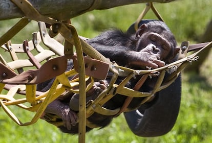 Estados Unidos puso fin este jueves al uso de chimpancés para la investigación médica y ha retirado a los 50 ejemplares que utilizaban para esto desde 2013. Ahora serán destinados a un refugio en Keithville (Luisiana, EE UU). "Como resultado de la reducción significativa de la demanda de chimpancés para investigación biomédica, está claro que hemos llegado a un punto de inflexión", explicó Francis Collins, director de los Institutos Nacionales de Salud (NIH). Añadió que la investigación con otros primates no humanos seguirá siendo "valorada, apoyada y llevada a cabo por los NIH".