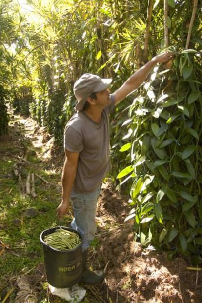 Cosecha de vainilla Bourbon en una plantación de Saint André (Reunión).