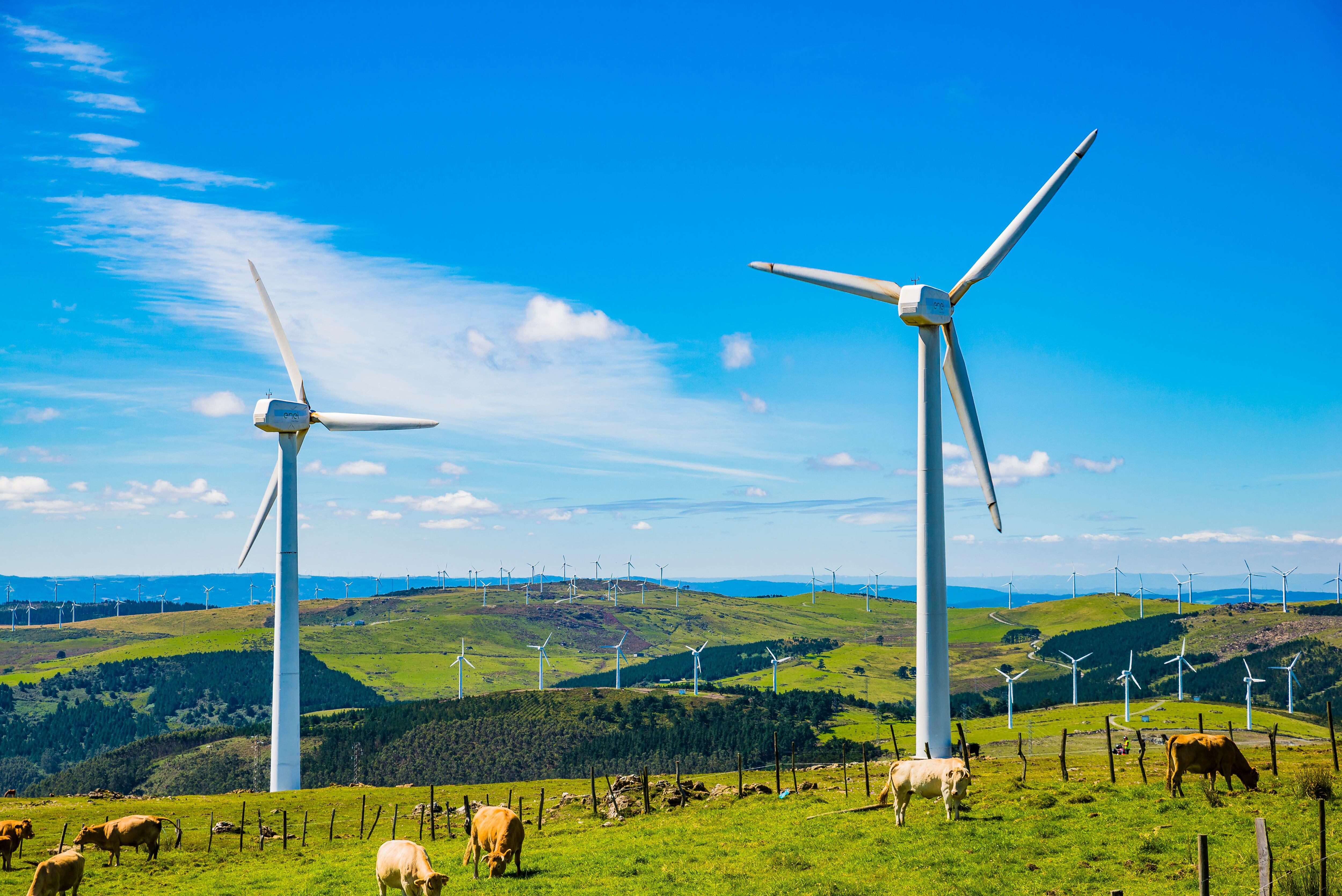 Vacas pastando cerca de los molinos de viento que producen la electricidad en la Sierra de Capelada. en A Coruña, 