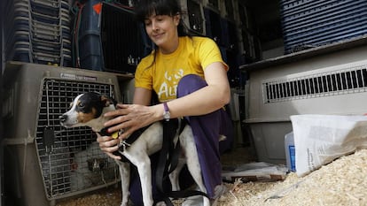 Gema, de la protectora de animales Alba (Camarma de Esteruelas) con Catavino, un perro adoptado por una familia suiza.