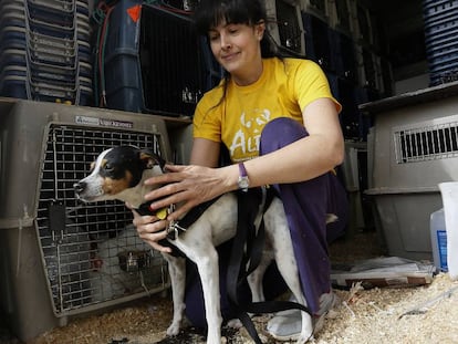 Gema, de la protectora de animales Alba (Camarma de Esteruelas) con Catavino, un perro adoptado por una familia suiza.