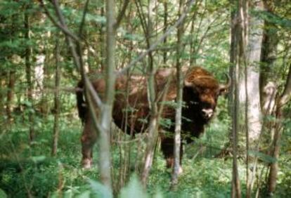 Bisonte en el parque de Bialowie.