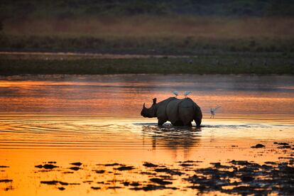 Un rinoceronte en su hábitat natural en el parque nacional de Kaziranga (India).