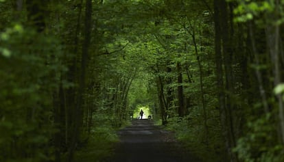 Vegetación de un bosque europeo.