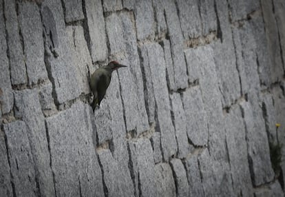 Un pito real bajo el puente de Pierrot. Es un pájaro carpintero grande y robusto, de aspecto inconfundible, en cuyo plumaje dominan los tonos verdosos, más intensos en las regiones dorsales, ligeramente grisáceos en las ventrales y con matices amarillentos en el obispillo. Carece de moteados y listas, pero luce un llamativo patrón de coloración en la cabeza, donde el píleo es rojo y los ojos, amarillentos, aparecen enmarcados por un antifaz negro.