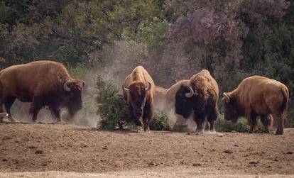 Desde hace 20 a?os, el parque Africam Safari es punto de acopio de los pino de Navidad para comida de los animales que alberga.