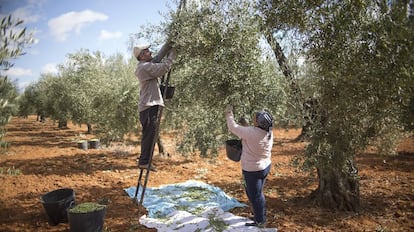 Dos jornaleros recogen aceitunas en una finca de Bollullos de la Mitaci&oacute;n (Sevilla). 