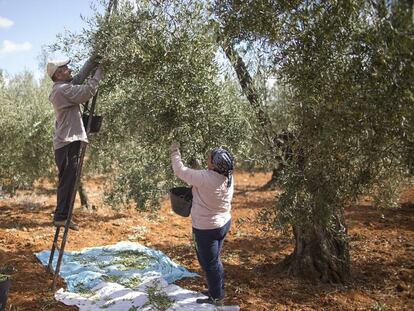 Dos jornaleros recogen aceitunas en una finca de Bollullos de la Mitaci&oacute;n (Sevilla). 