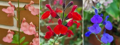 De izquierda a derecha, salvias 'Saint Jean de Beauregard', 'Royal Bumble' y 'Delice Feline'.