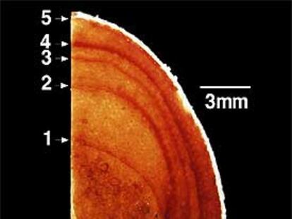 Líneas de crecimiento en una fíbula de <i>Gorgosaurus</i>, el hermano pequeño del <i>Tiranosaurus</i>. Este ejemplar tiene seis, lo que indica que sólo vivió seis años.