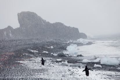 Pingüinos paseando en la orilla entre pequeños trozos de hielo, cerca de la Base Arctowski (Polonia), Costa Oeste Bahía Almirantazgo, Isla Rey Jorge, Archipiélago Shetland del Sur.
