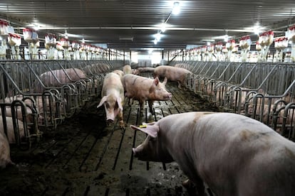 Pigs on a Walsh, Illinois farm that complies with California law.

