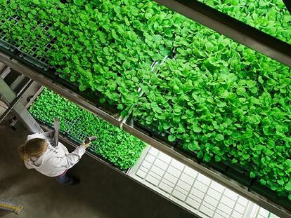 Folhas de tabaco são usadas na produção do medicamento experimental no laboratório de biotecnologia Mapp.