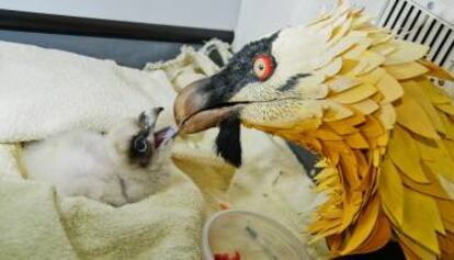 Alimentación con marionetas de uno de los polluelos nacidos este año en el centro de recuperación del quebrantahuesos de Zaragoza.