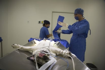 El Hospital Veterinario de Ciudad de México, el primer centro público para mascotas que se abre en la capital, ofrece consultas gratuitas y precios reducidos para los tratamientos hasta en un 40%. E nla imagen, veterinarios durante una operación de extirpación de la glándula mamaria.