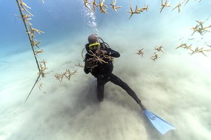 El buzo Everton Simpson, en un vivero de coral dentro del santuario animal 'White River Fish Sanctuary', en Ocho Ríos (Jamaica).