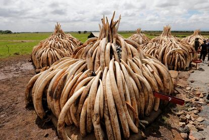 Alrededor de 105 toneladas de marfil confiscado, espera apilado a ser incendiado, en el Parque Nacional de Nairobi, Kenia.