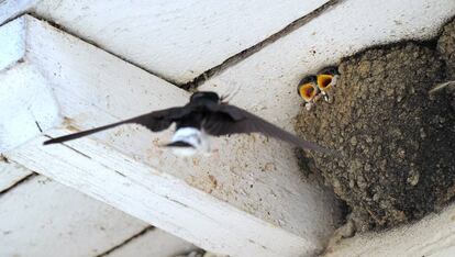 Una golondrina alimenta a sus dos crías.