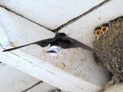 Una golondrina alimenta a sus dos cr&iacute;as. 