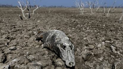 El agua del río Pilcomayo, que divide Paraguay y Argentina en la zona del Gran Chaco, escasea y no se prevé ninguna entrada de agua hasta diciembre. En la imagen, el cuerpo de un caimán sin vida sobre el cauce del río seco.