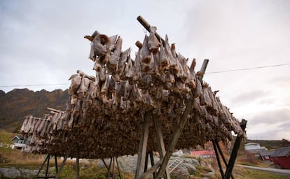 Secadero de bacalao en las Islas Lofoten (Noruega). Esta especie es una de las que sale peor parada por el calentamiento del mar.