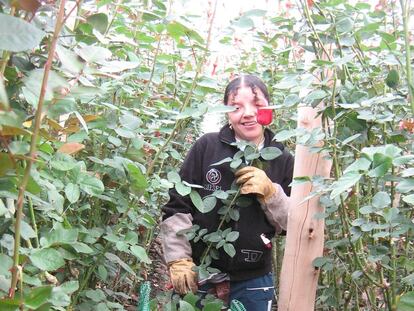 Por San Valentín, regala flores sin espinas