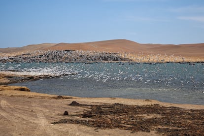 Reserva Nacional de Paracas