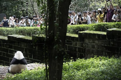 Un oso panda acapara todas las miradas en el Centro de Investigación y Reproducción de Chengdu mientras come tranquilamente brotes de bambú.