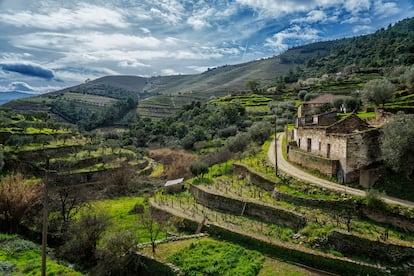 El paisaje puede ser bucólico, pero es el resultado de siglos de esfuerzo para modelar las pronunciadas pendientes y convertirlas en terreno cultivable.
