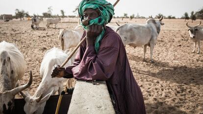 Un pastor vigila su ganado mientras bebe de un pozo en el pueblo de Mbetiou Peulh en Senegal, en mayo de 2020.