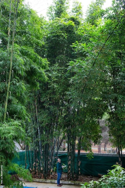 Una de las instalaciones de bambú realizadas por La Bambusería. / LA BAMBUSERÍA