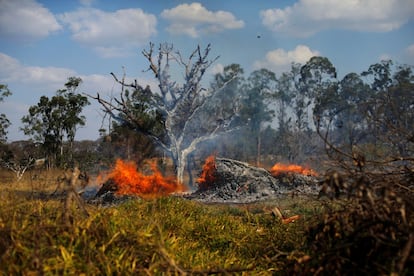 Chamas consomem uma árvore em Brasília. Os incêndios alcançaram repercussão internacional principalmente após que o céu de São Paulo, a 3.000 quilômetros da Amazônia, ficar escurecido na segunda-feira, aparentemente pela fumaça dos incêndios que provinham do norte e do centro-oeste do país.