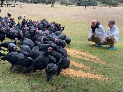 Dos personas observan los pavos de Cascajares en Dueñas (Palencia).