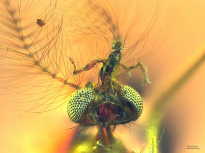 The image, taken from below, shows the half-extended proboscis and the rest of the sucking apparatus of 'Libanoculex intermedius.'