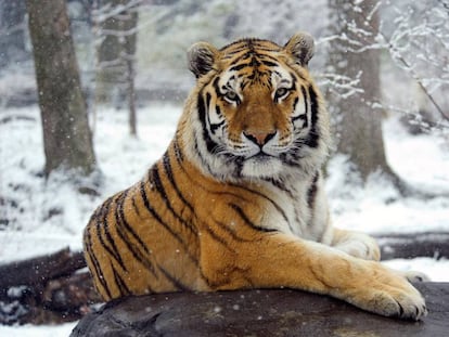 Ejemplar de tigre de Amur, en las únicas tierras que le quedan, el extremo sureste de Siberia.