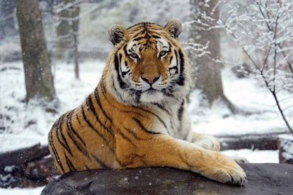 Ejemplar de tigre de Amur, en las únicas tierras que le quedan, el extremo sureste de Siberia.