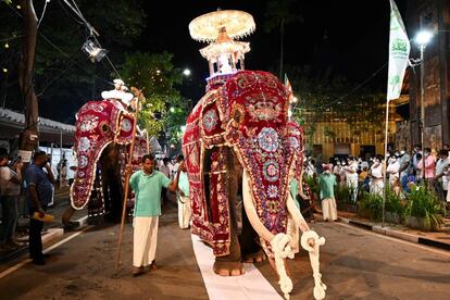 Un elefante decorado pasea para el desfile cultural anual 'Nawam Perahera' en Colombo (Sri Lanka). Unos 30 elefantes, la mayoría del centro de Sri Lanka, junto con miles de percusionistas, bailarines y monjes tradicionales se reúnen en la capital para participar en la mayor procesión budista anual.