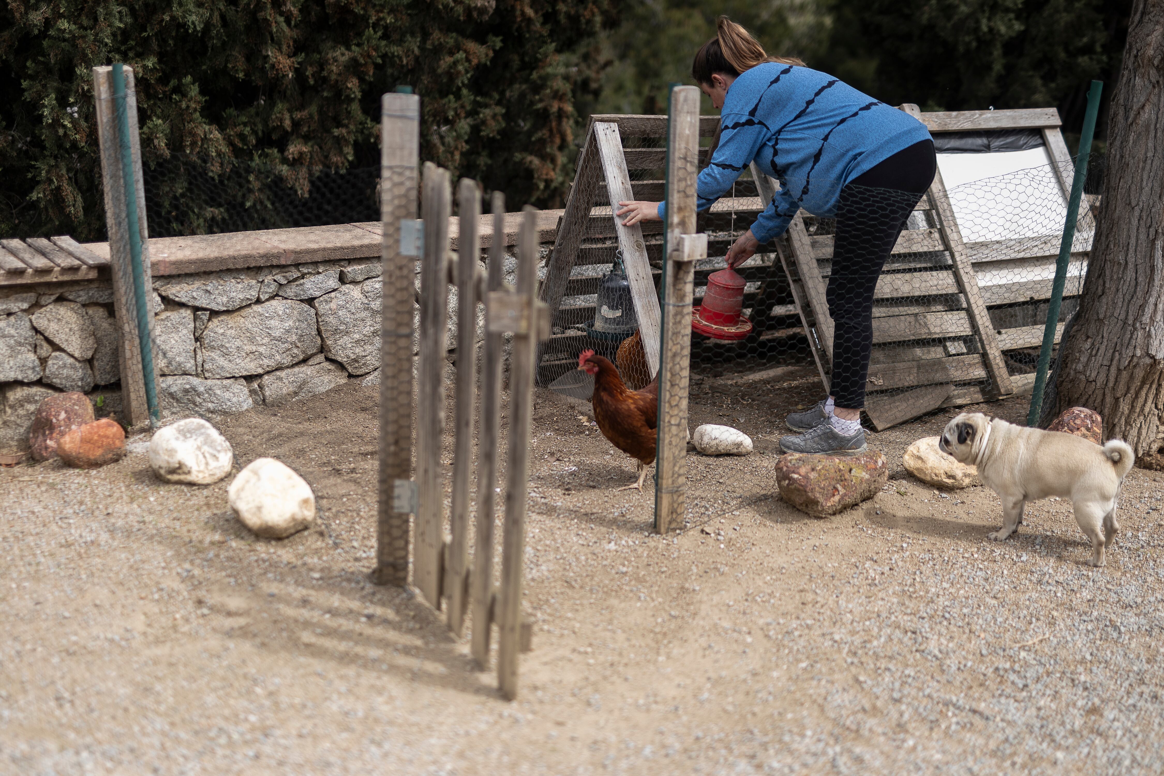 Una mujer da de comer a la dos gallinas de autoconsumo que tiene en su casa.