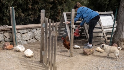 Una mujer da de comer a la dos gallinas de autoconsumo que tiene en su casa.